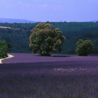 Provence lavenda