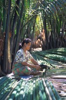 palm_Nipa_Ban-Yan-Sue